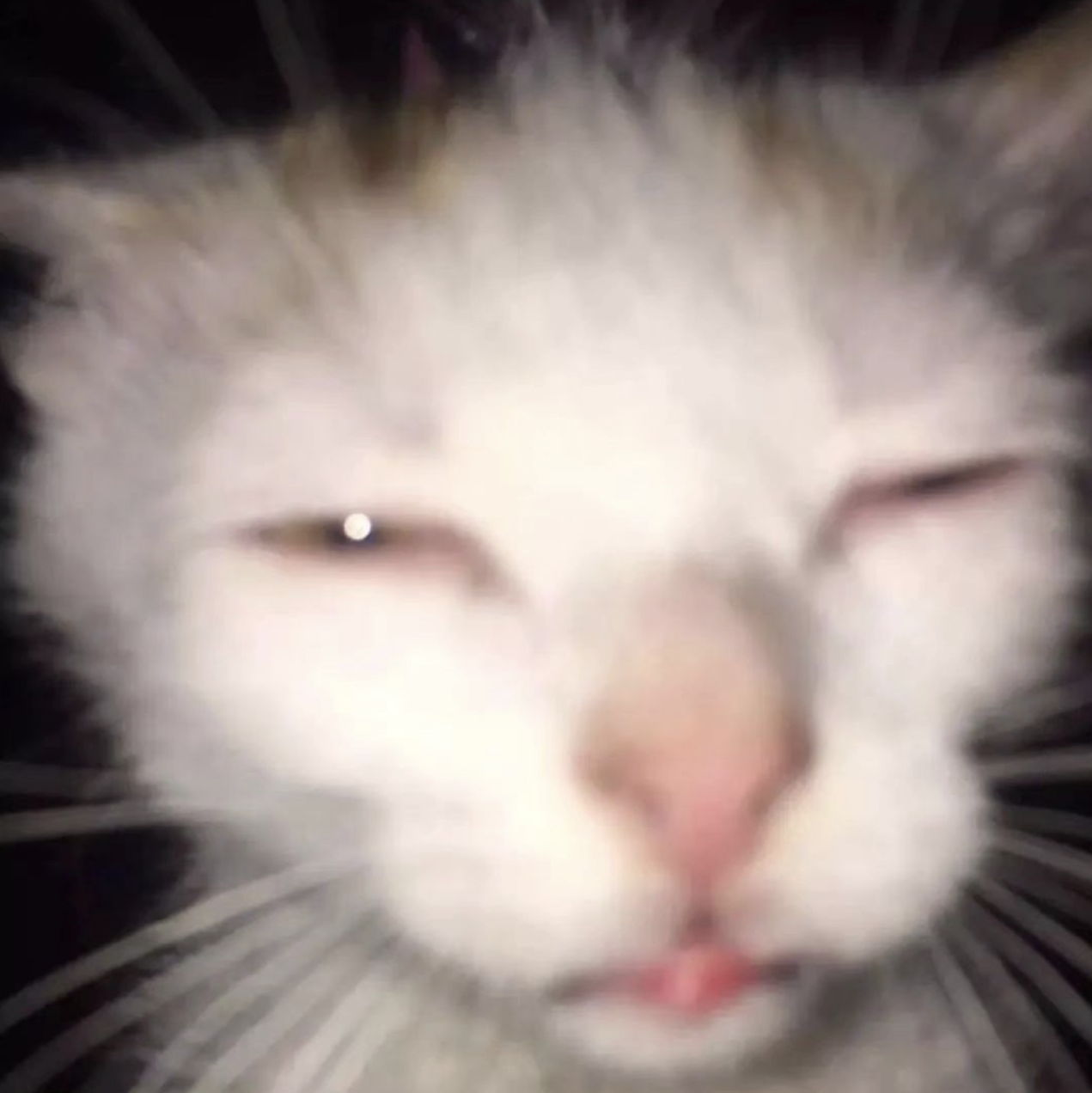 Profile of Shane Carter