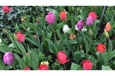 SVR Spring Flowers Rally