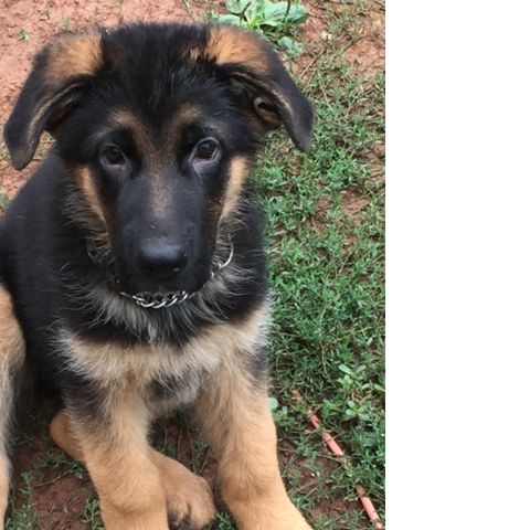 Profile of Mark Elie