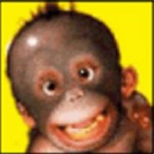 Profile of Andrew Holman