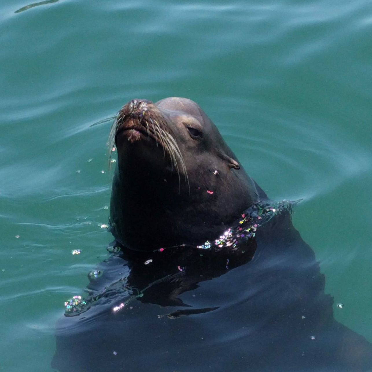 Profile of Corey Walsh