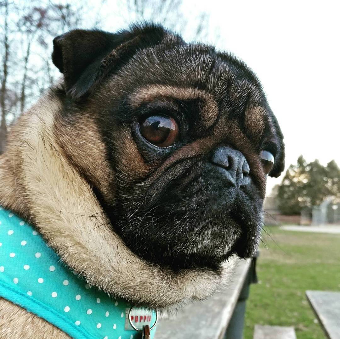 Profile of Savio Lam