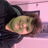 Profile of Mark McConachie