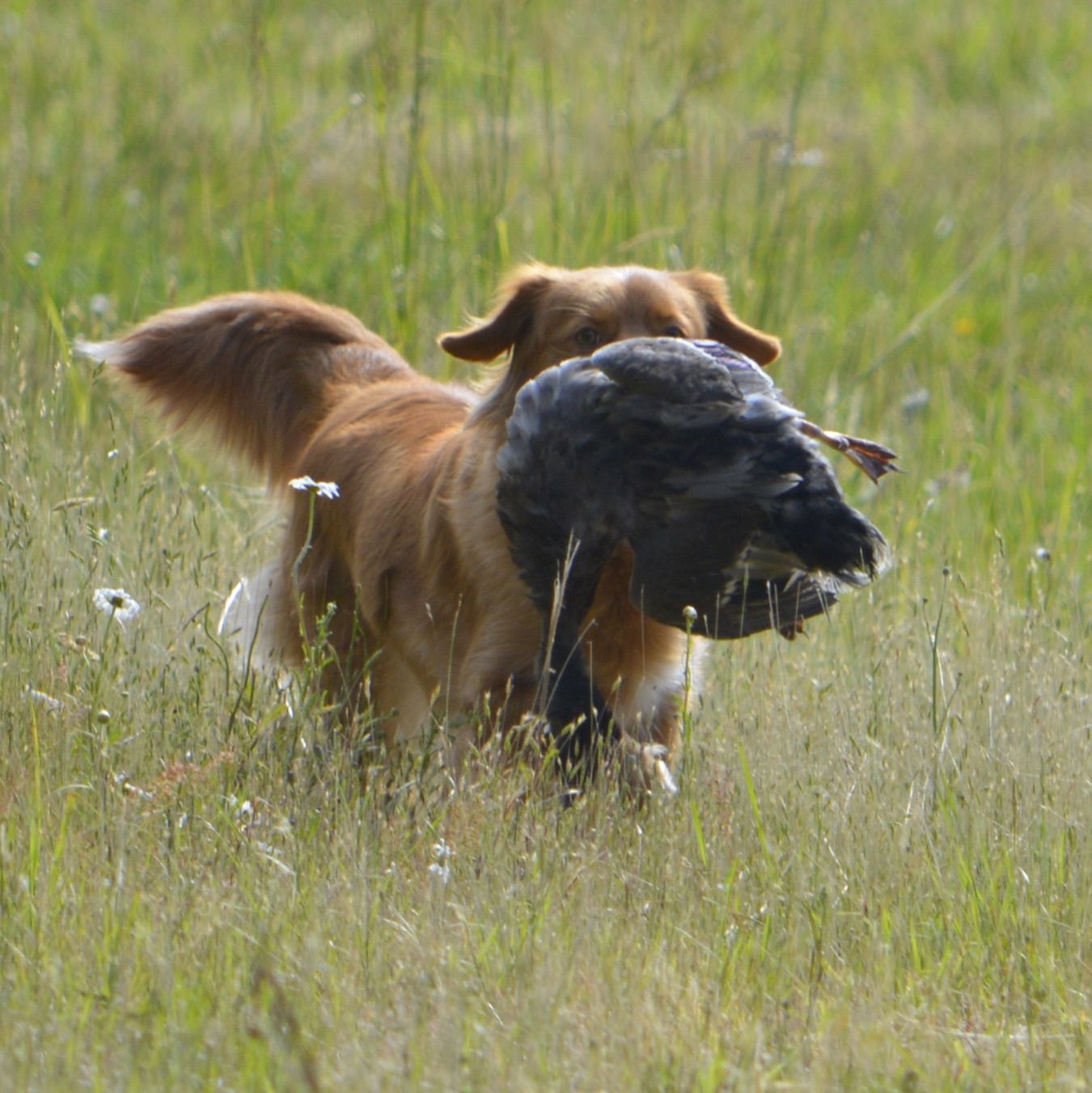 Profile of L. V. Russel Hallsted III