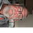Profile of Bruce Ellis