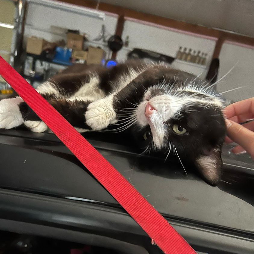 Profile of D.P. Inya