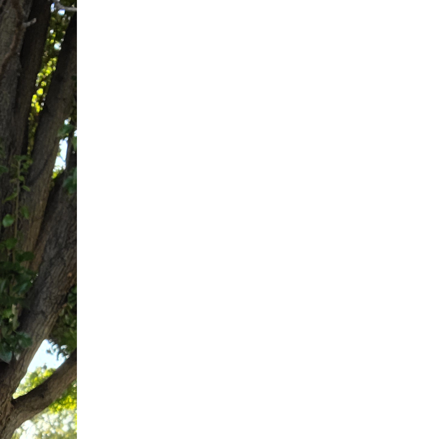 Profile of Trustin Poling