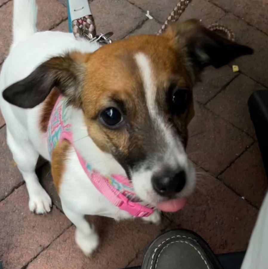 Profile of Nancie Havinoviski