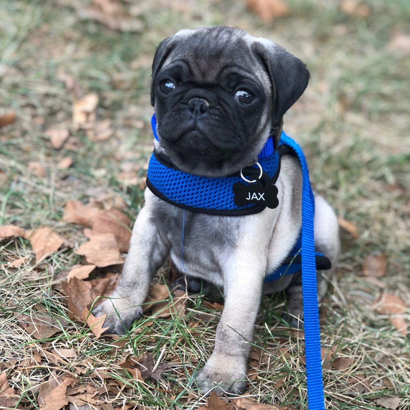 Profile of Freddy Copping