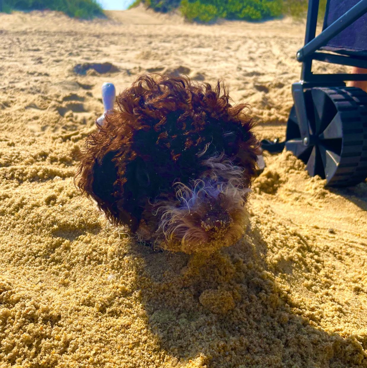 Profile of Hridaya Shrestha