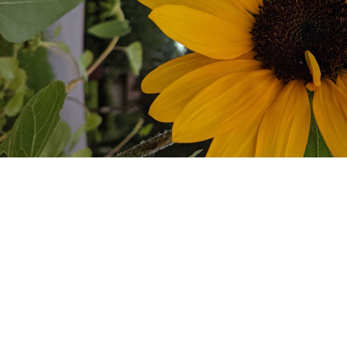 Profile of Christopher Kenison