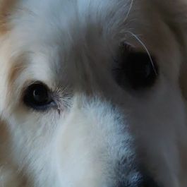 Profile of Josh Folsom