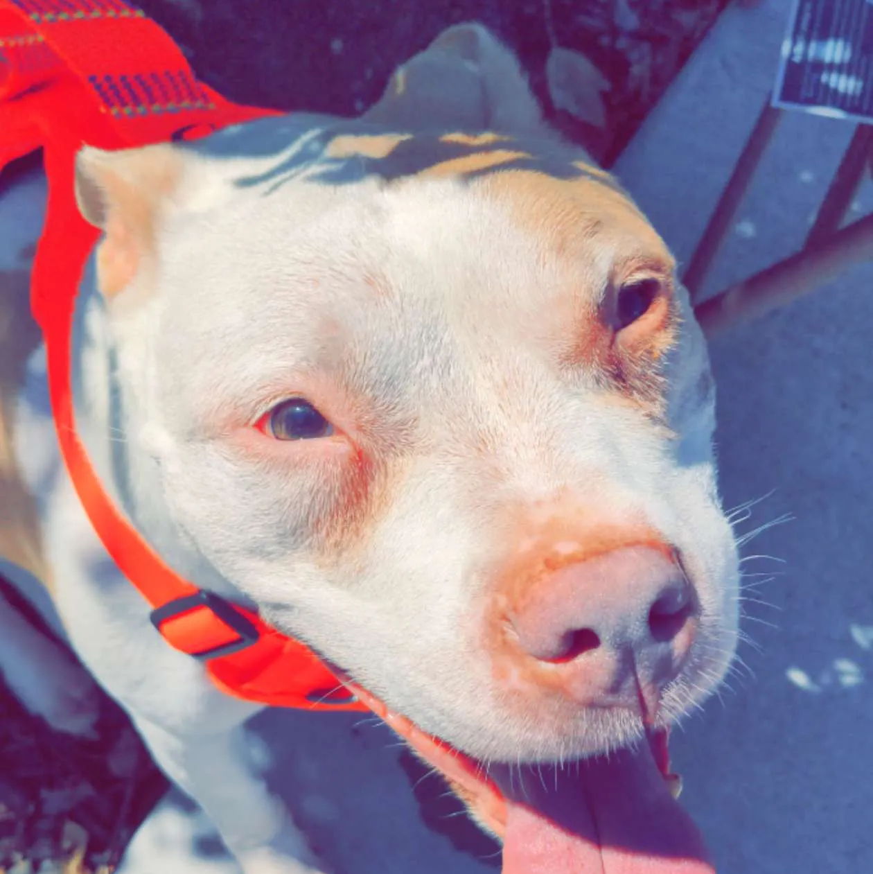 Profile of Vadym Grebennikov