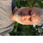 Profile of Diego Donoso