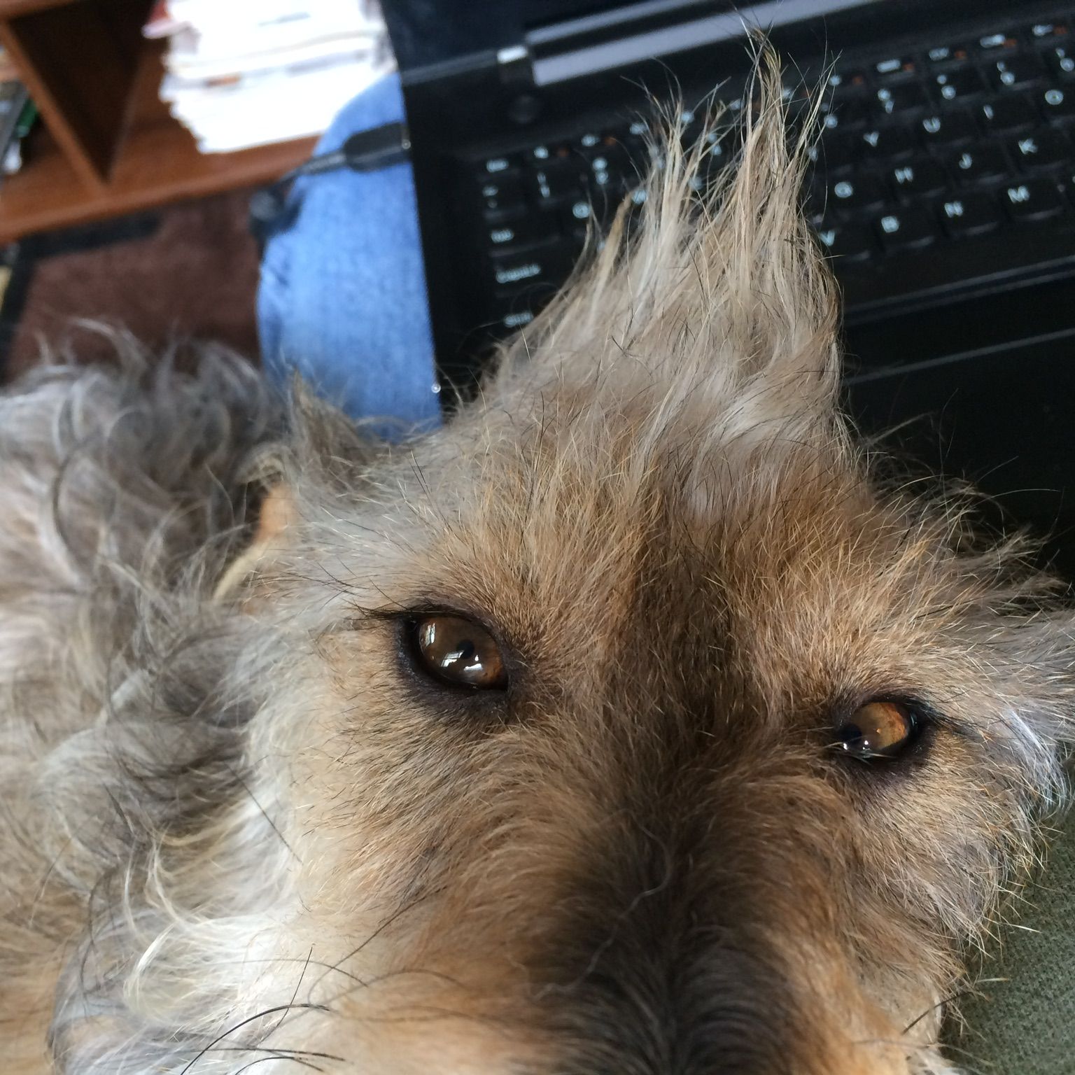 Profile of Ken Brown