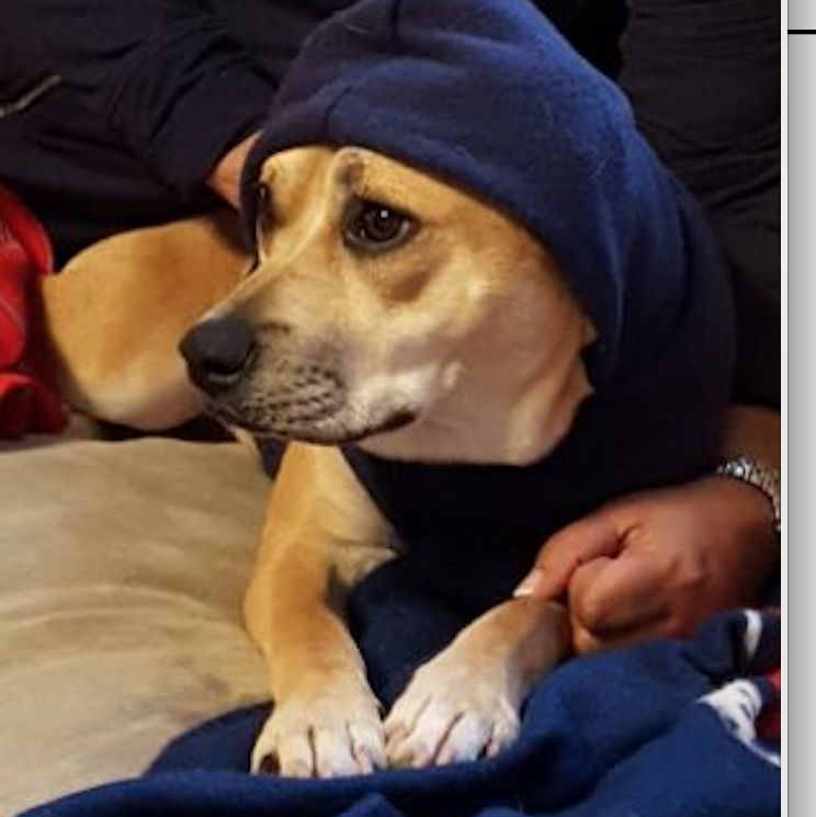 Profile of Sean Vaskov