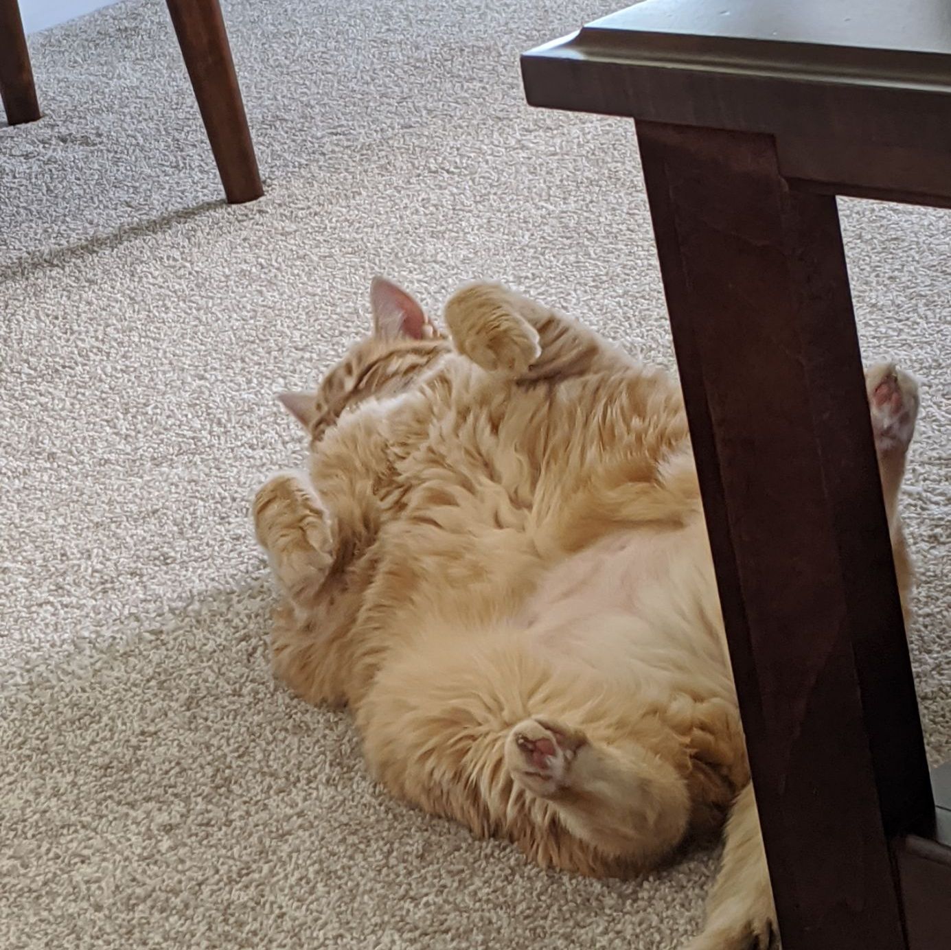 Profile of Conor Dee