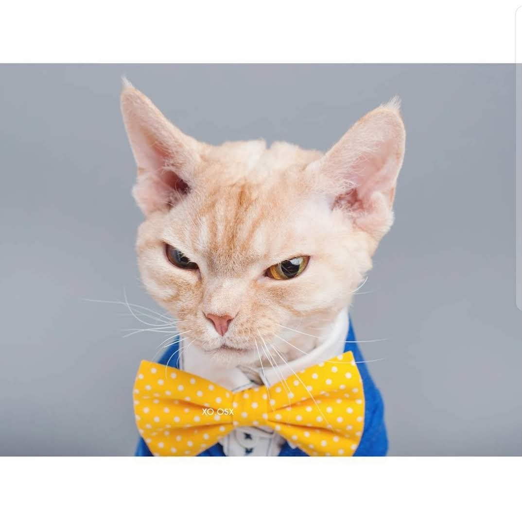 Profile of Darryl Tang