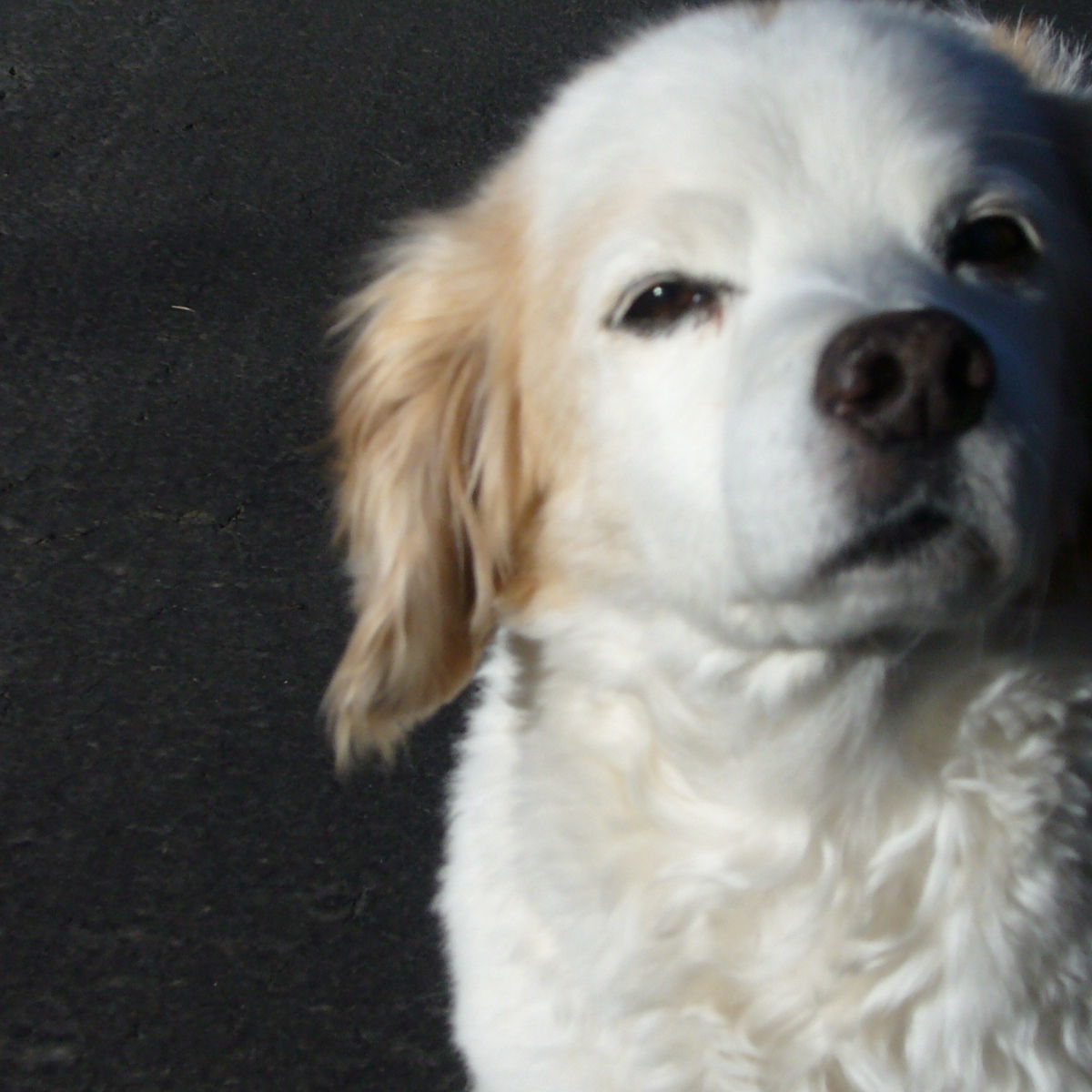 Profile of Tom Fitch