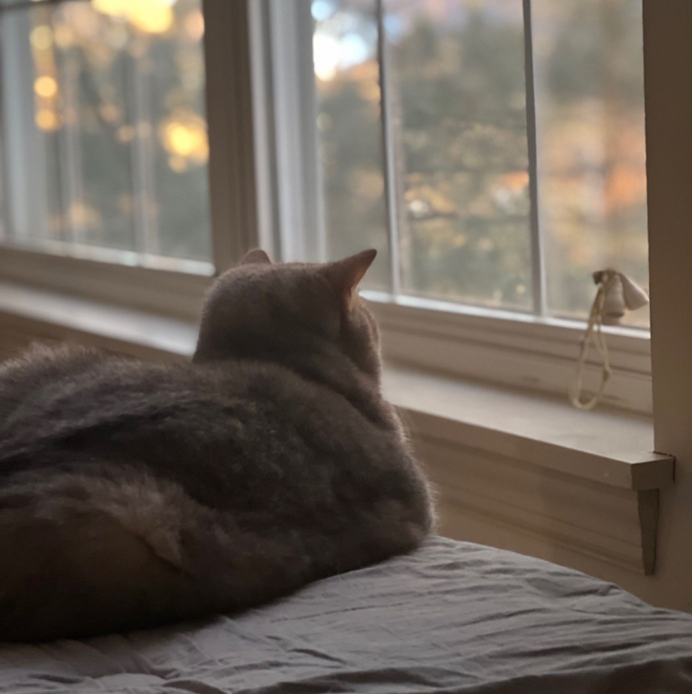 Profile of Zongshuo G