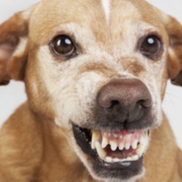 Profile of Jason Victoria