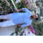 Profile of Fares S