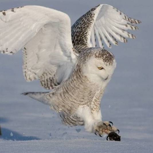 Profile of Brian Wize