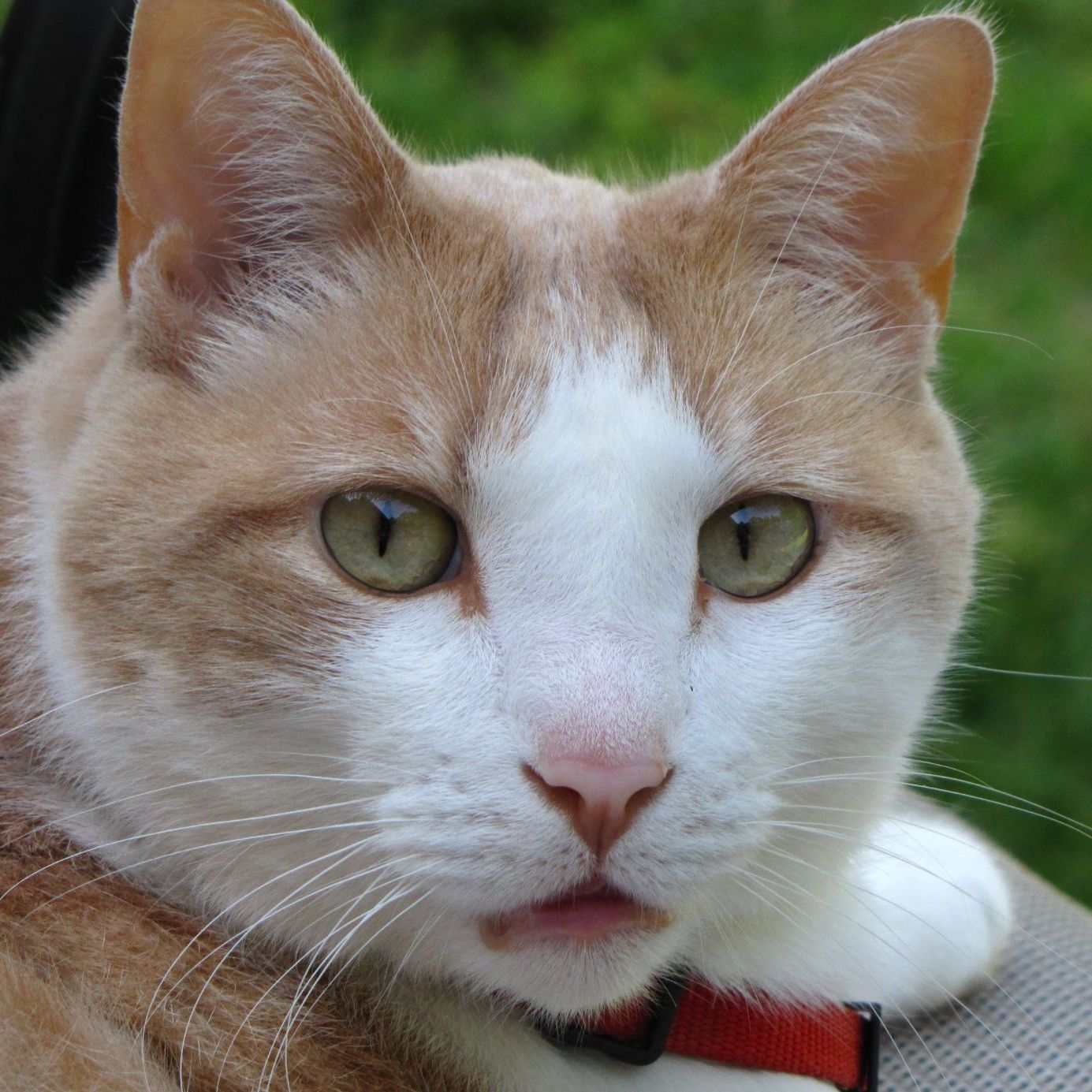 Profile of Buzz Merchlewitz