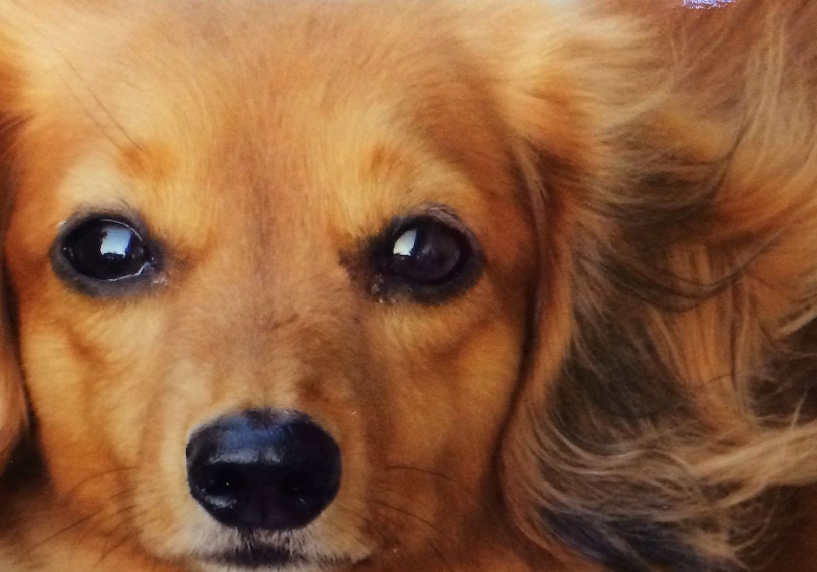 Profile of Chris Schaut