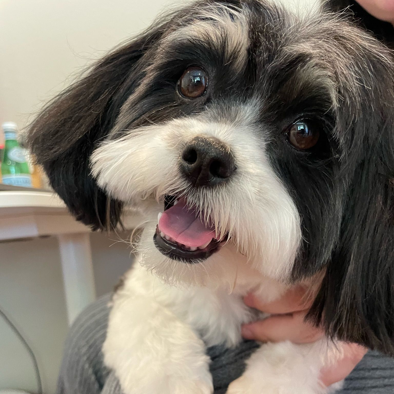 Profile of Zheng Lei