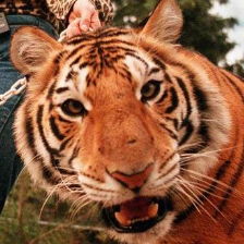 Profile of Cameron Cornet