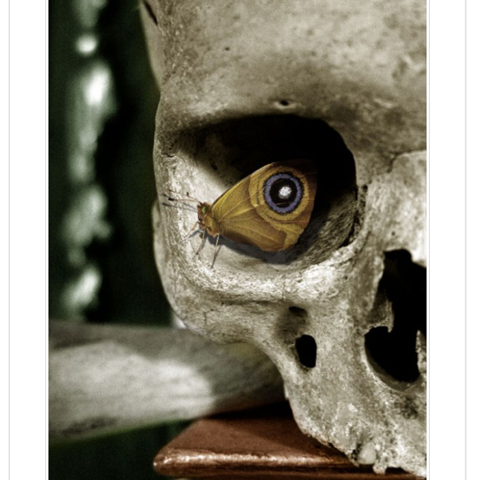 Profile of Rob Morelli