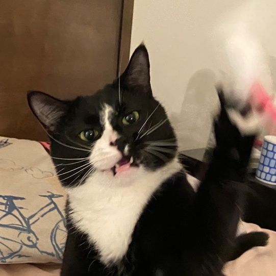 Profile of Hani Chang