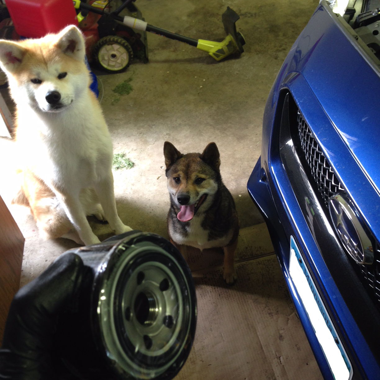 Profile of David Wiese