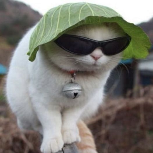 Profile of Logan Rufrano