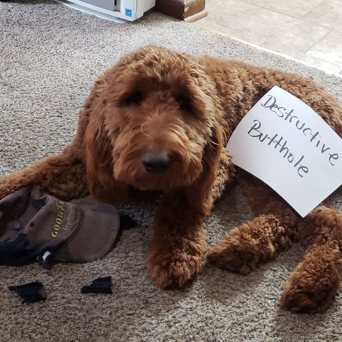 Profile of Austin Hamilton